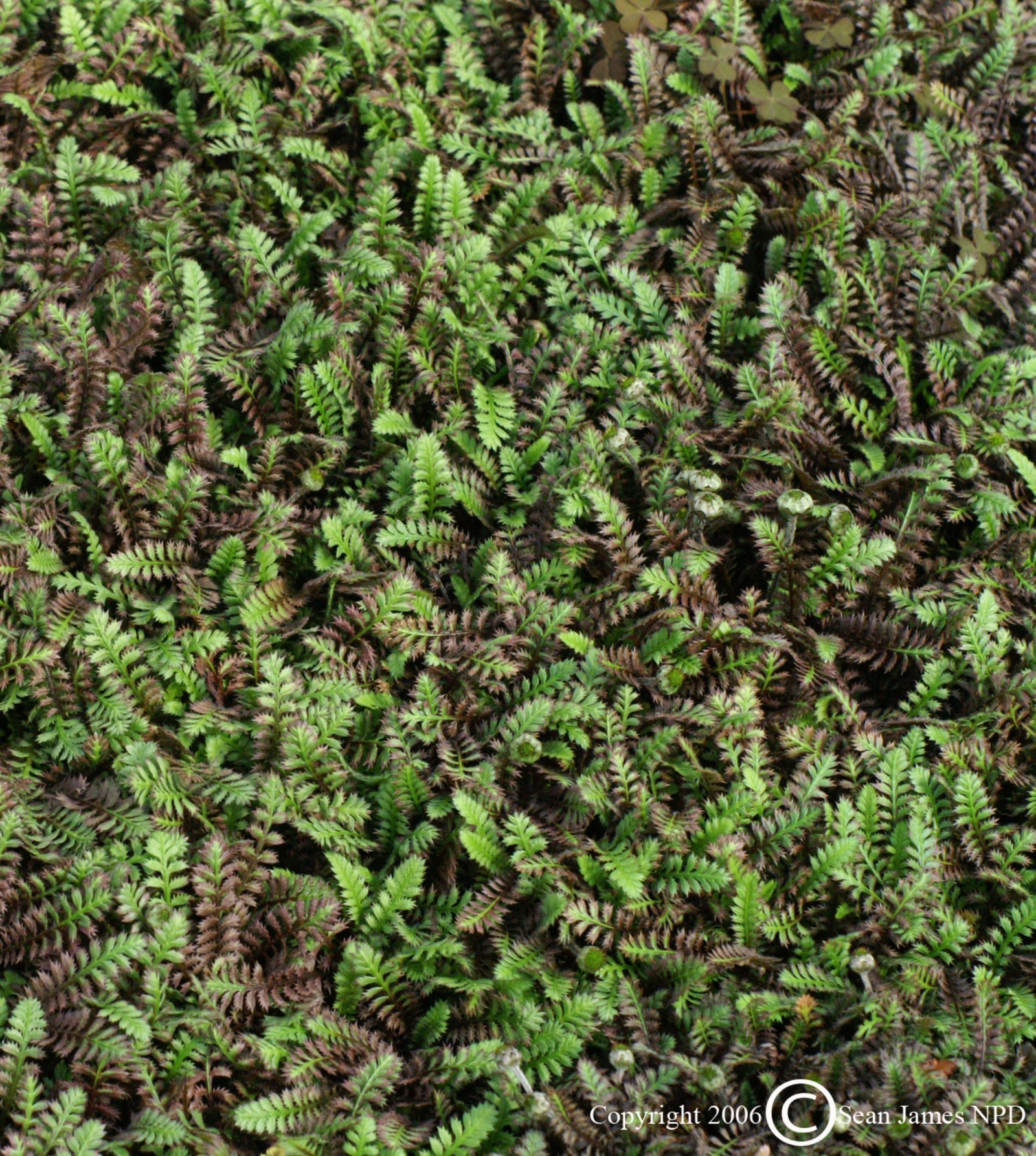 Leptinella squalida Platt's Black Black Brass Buttons