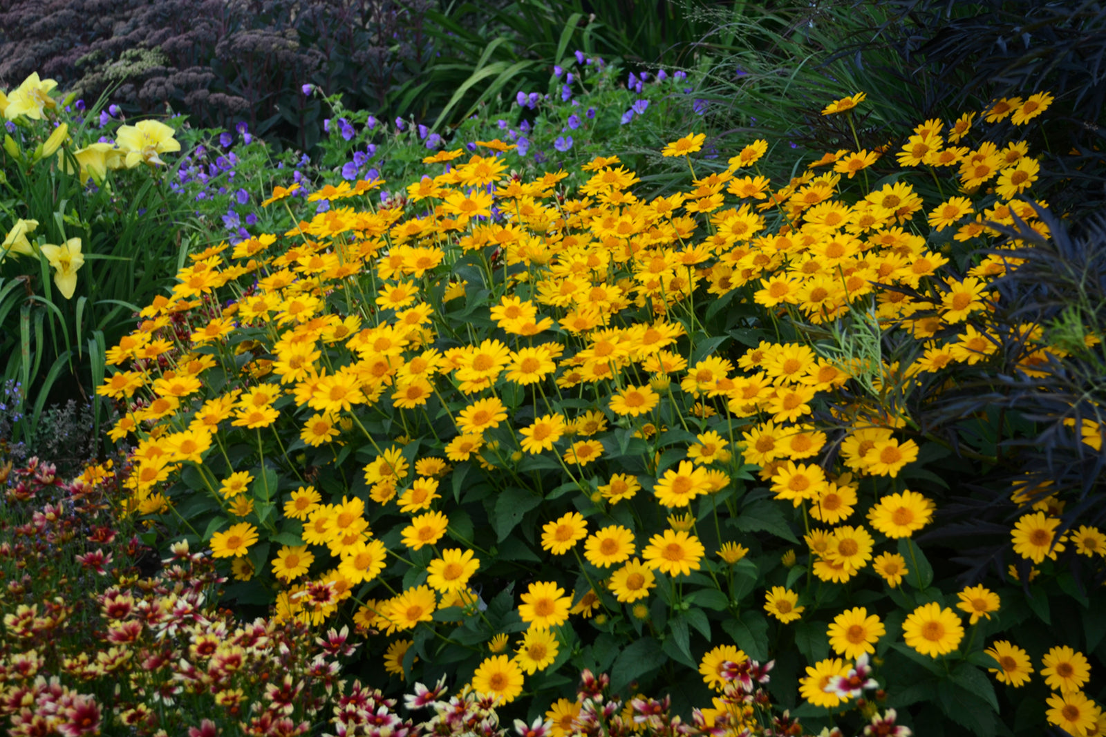 Heliopsis helianthoides Tuscan Sun PP187663 Tuscan Sunflower