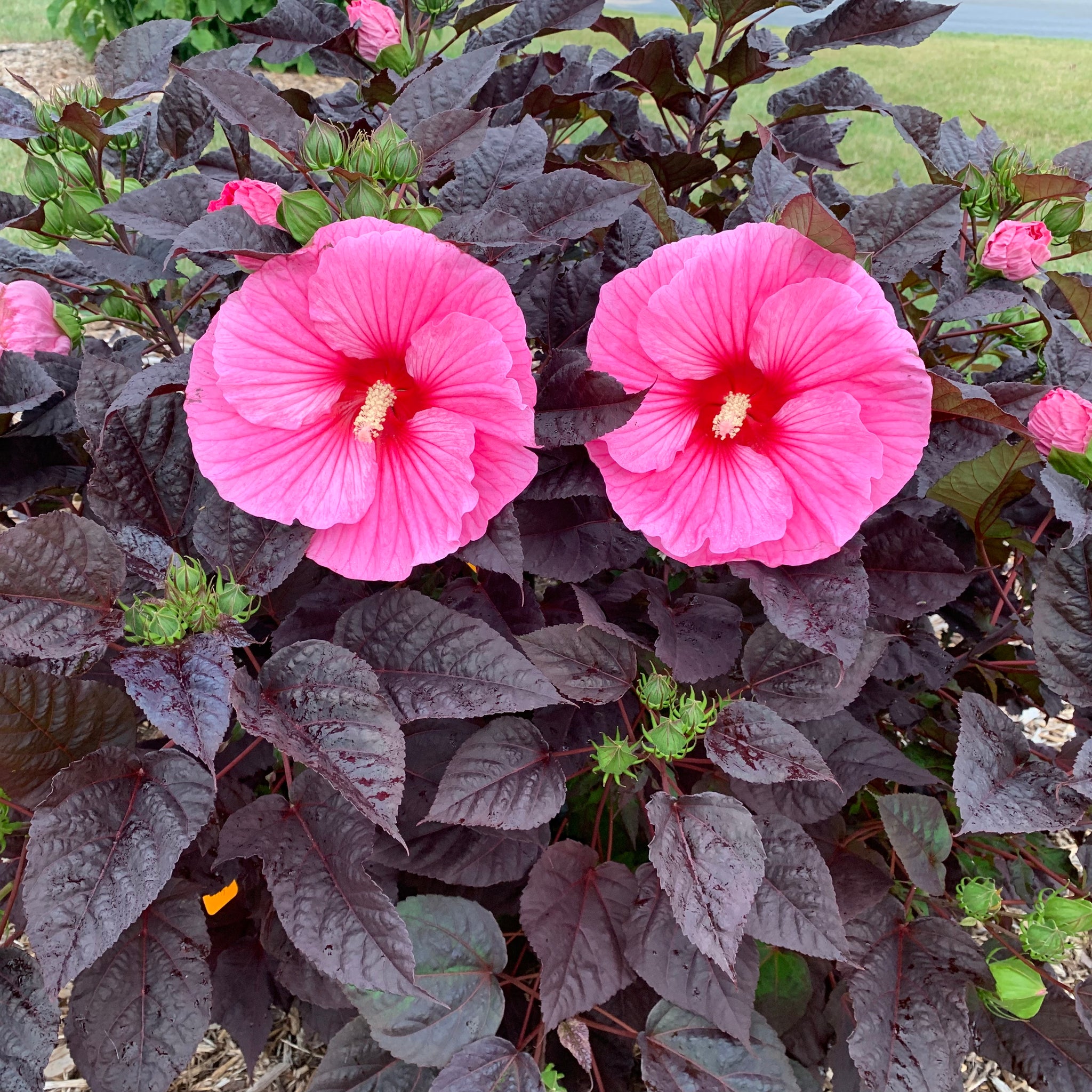 Hibiscus x Summerific Edge of Night PPAF Rose Mallow