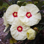 Hibiscus x Summerific French Vanilla PPAF 33181 Rose Mallow