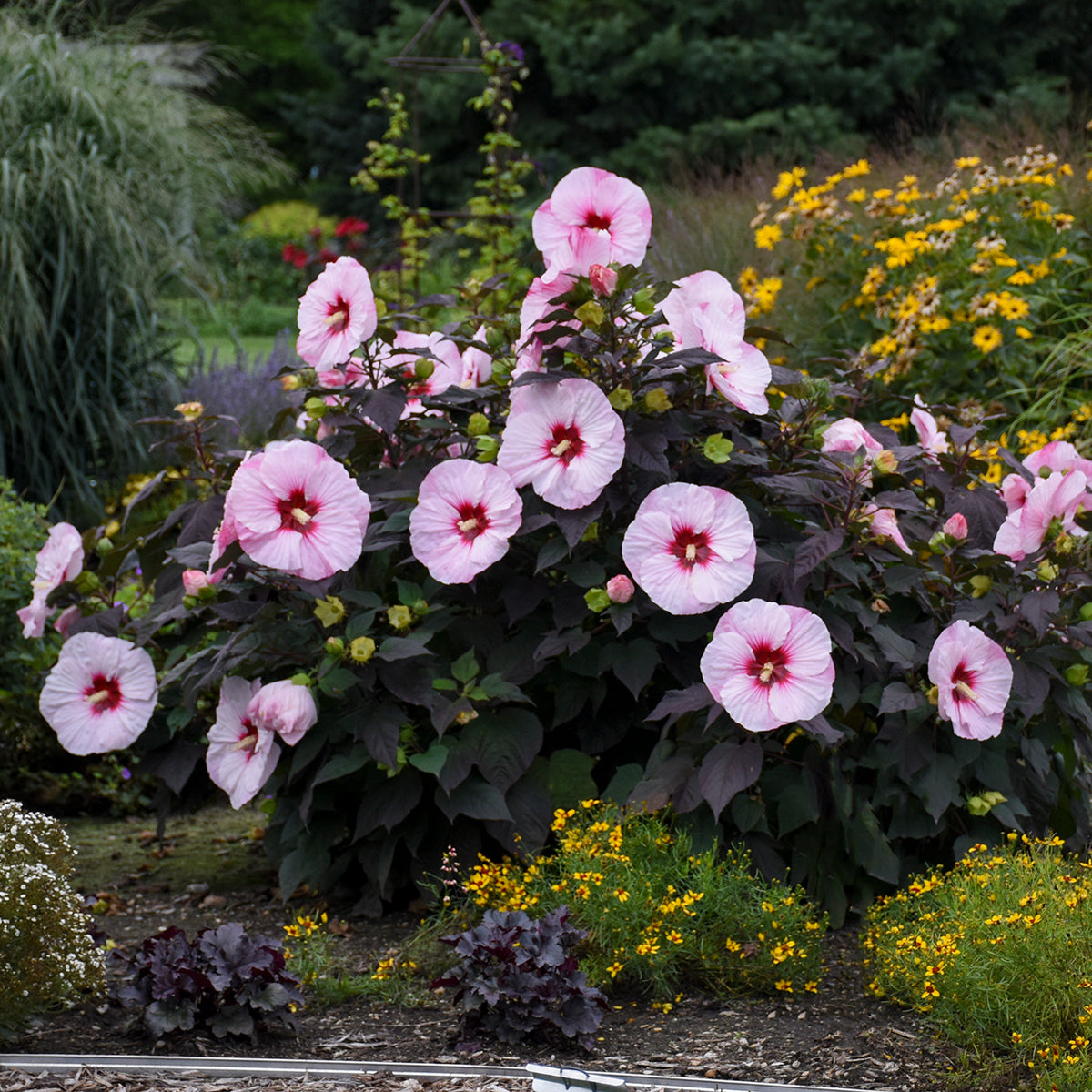 Hibiscus x Summerific Perfect Storm PP27880, Can6548 Rose Mallow