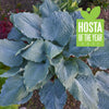 Hosta Diamond Lake USPPAF 30,769, Can PBRAF Plantain Lily