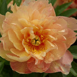 Paeonia itoh Singing in the Rain Intersectional Peony