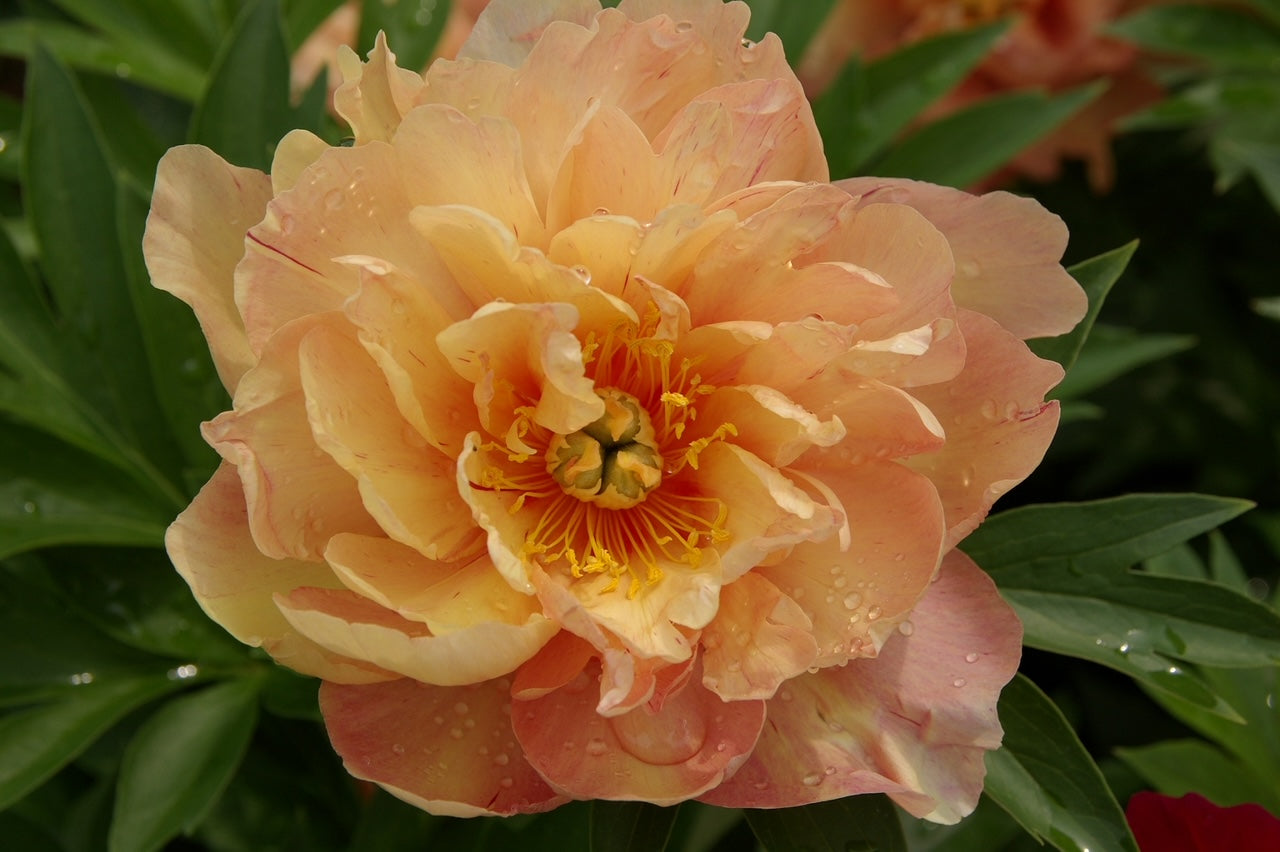 Paeonia itoh Singing in the Rain Intersectional Peony