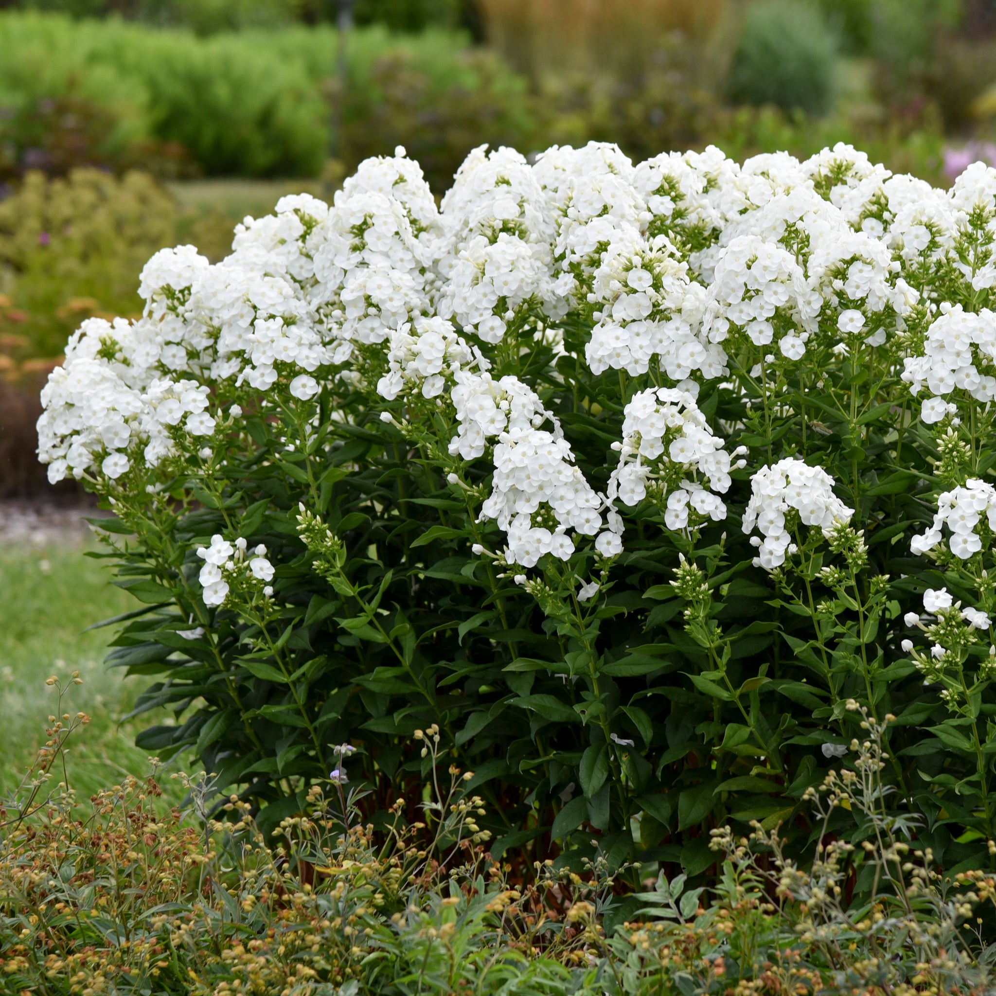 Phlox paniculata Backlight USPP 34,506, Can PBRAF Garden Phlox