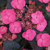 Hydrangea serrata Pink Dynamo JPDO1 USPPAF, CPBRAF Pink Dynamo Hydrangea