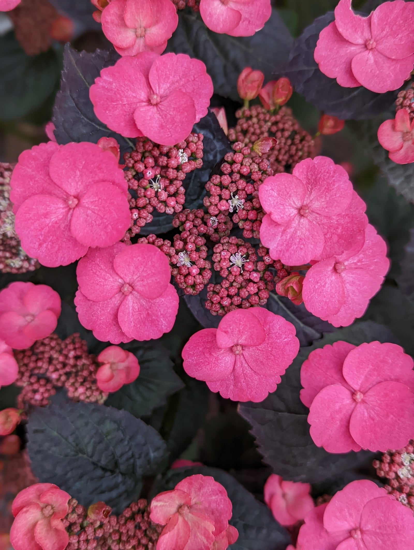 Hydrangea serrata Pink Dynamo JPDO1 USPPAF, CPBRAF Pink Dynamo Hydrangea