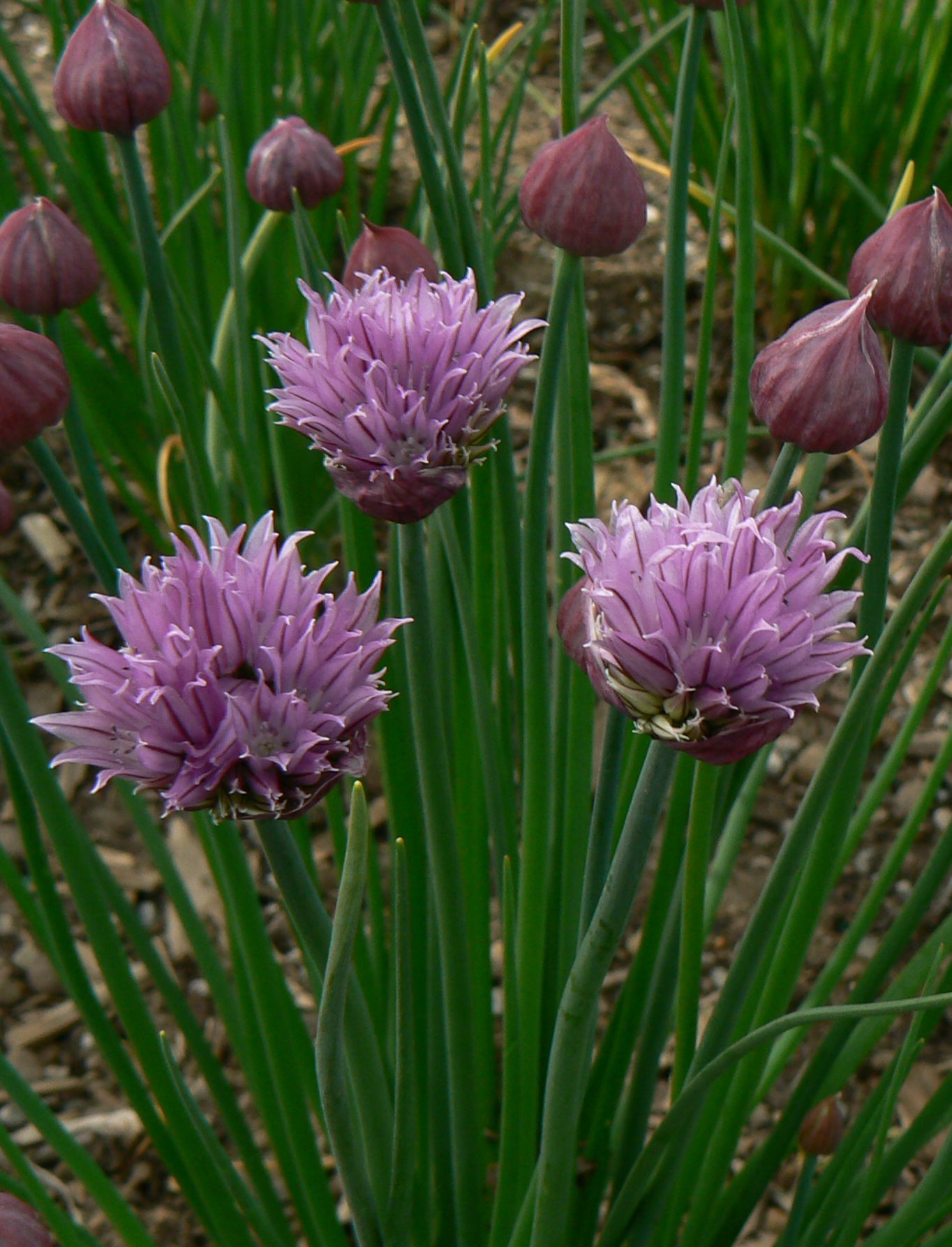 Allium schoenoprasum Wild Chives