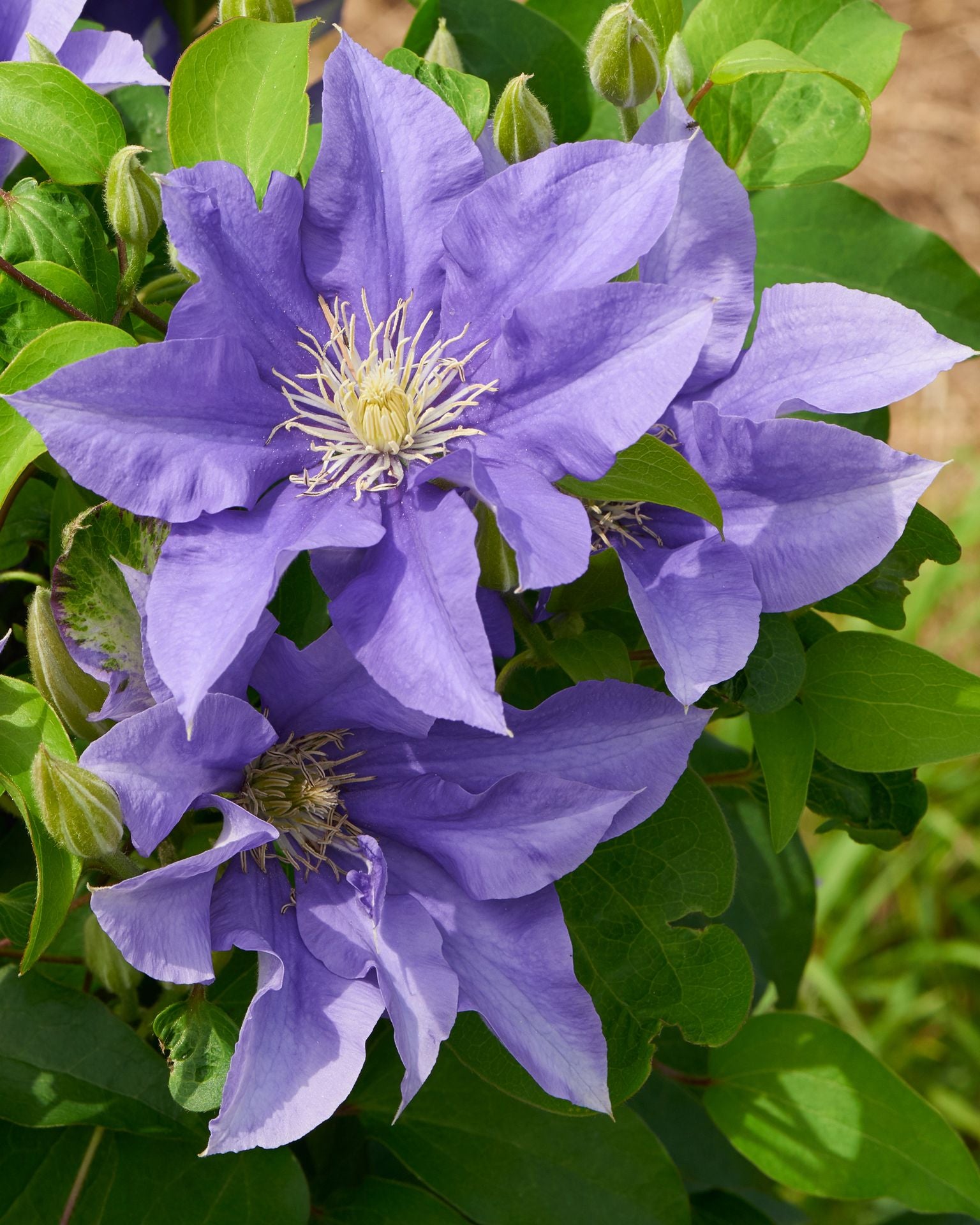 Clematis Pompeii Pompeii Clematis