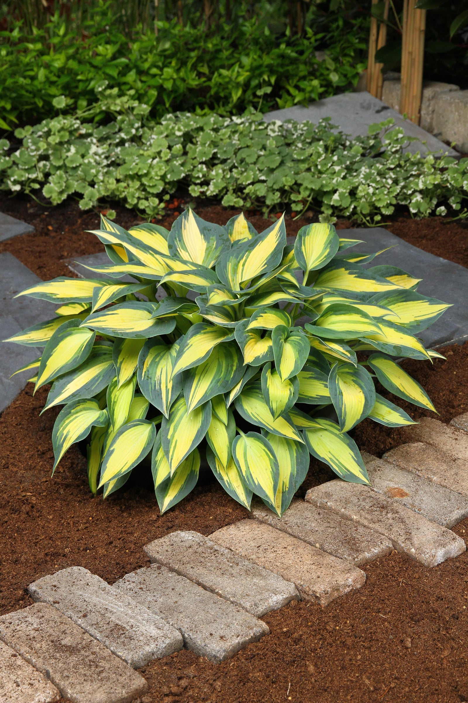 Hosta Magic Island Magic Island Plantain Lily