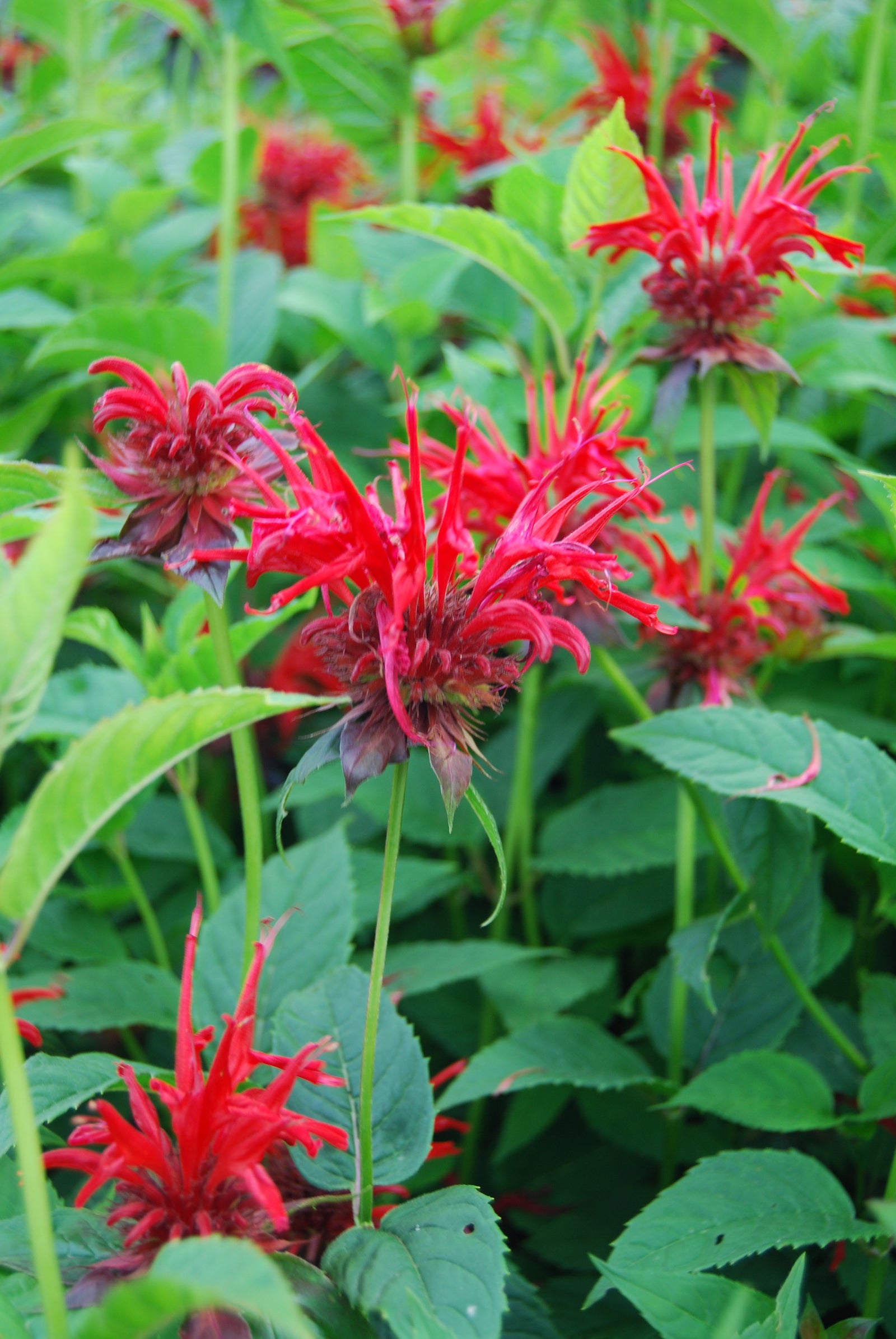 Monarda didyma Jacob Cline Jacob Cline Beebalm