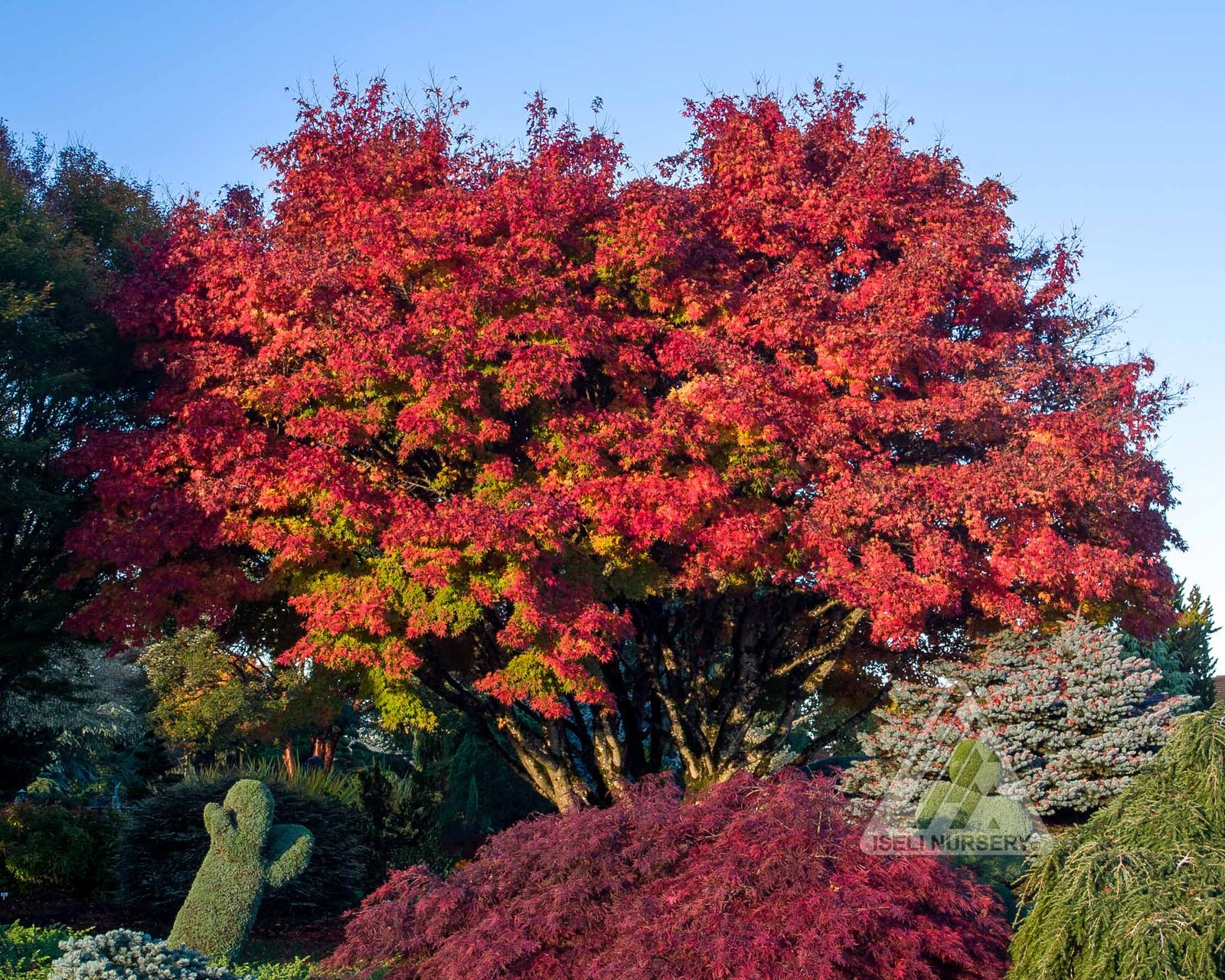 Acer palmatum Tobiosho Tobiosho Japanese Maple