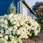 Hydrangea paniculata Little Hottie Bailpanone Little Hottie Panicle Hydrangea