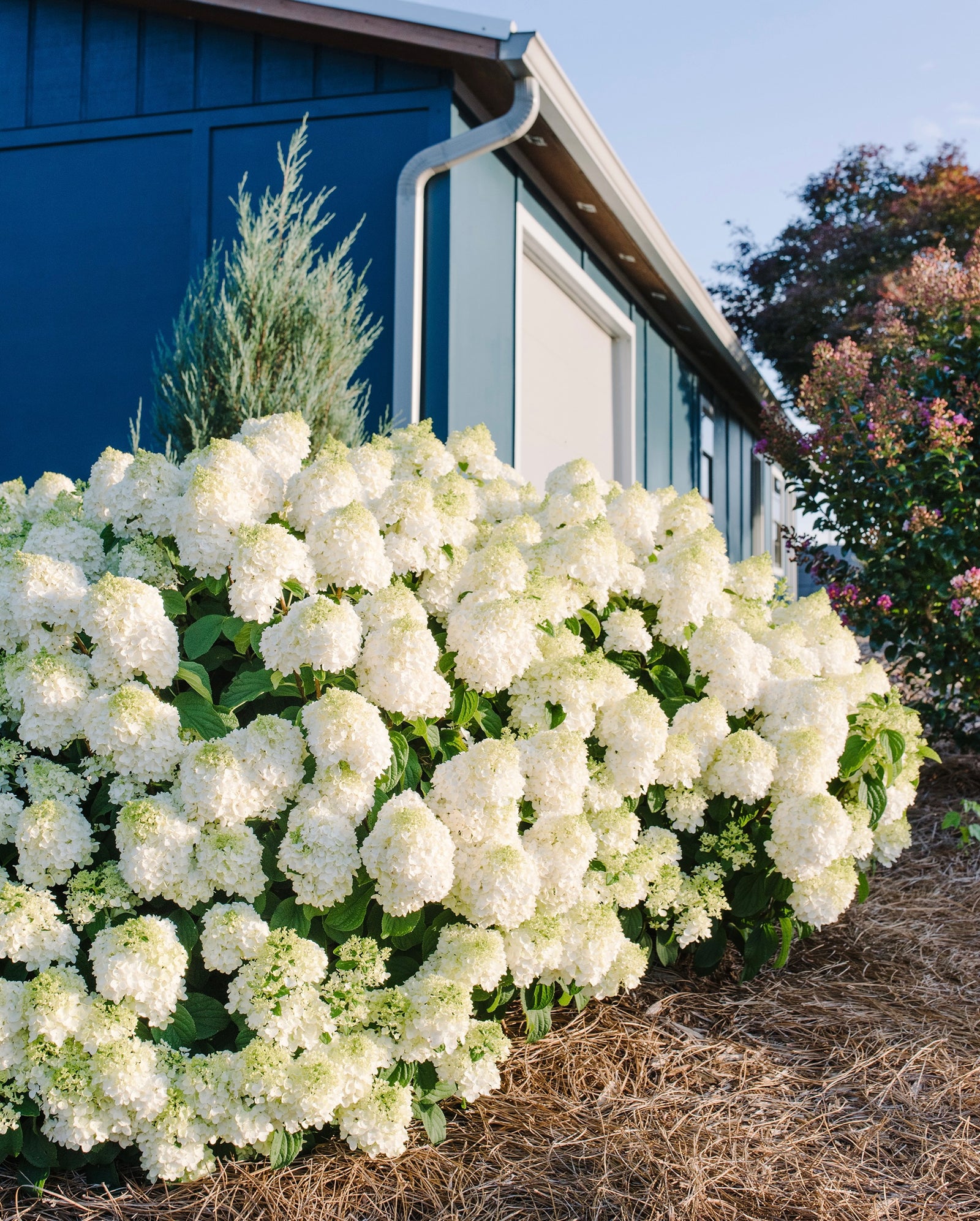 Hydrangea paniculata Little Hottie Bailpanone Little Hottie Panicle Hydrangea