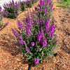 Buddleia x Birthday Cake PODvb3 30 USPPAF, CPBRAF Birthday Cake Butterfly Bush