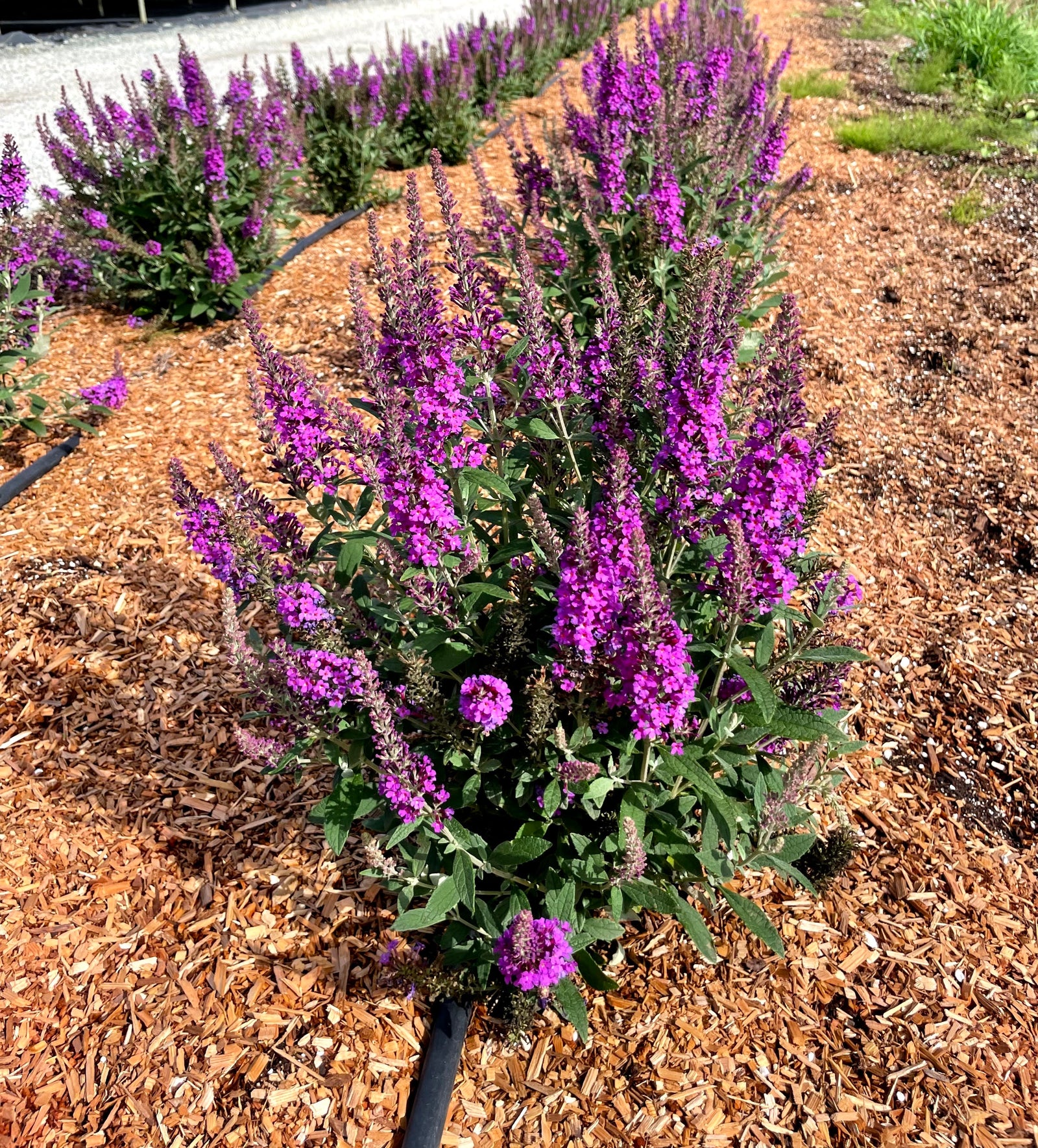 Buddleia x Birthday Cake PODvb3 30 USPPAF, CPBRAF Birthday Cake Butterfly Bush