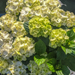 Hydrangea macrophylla Grin and Tonic Hokomagrito USPPAF, CPBRAF Grin and Tonic Hydrangea