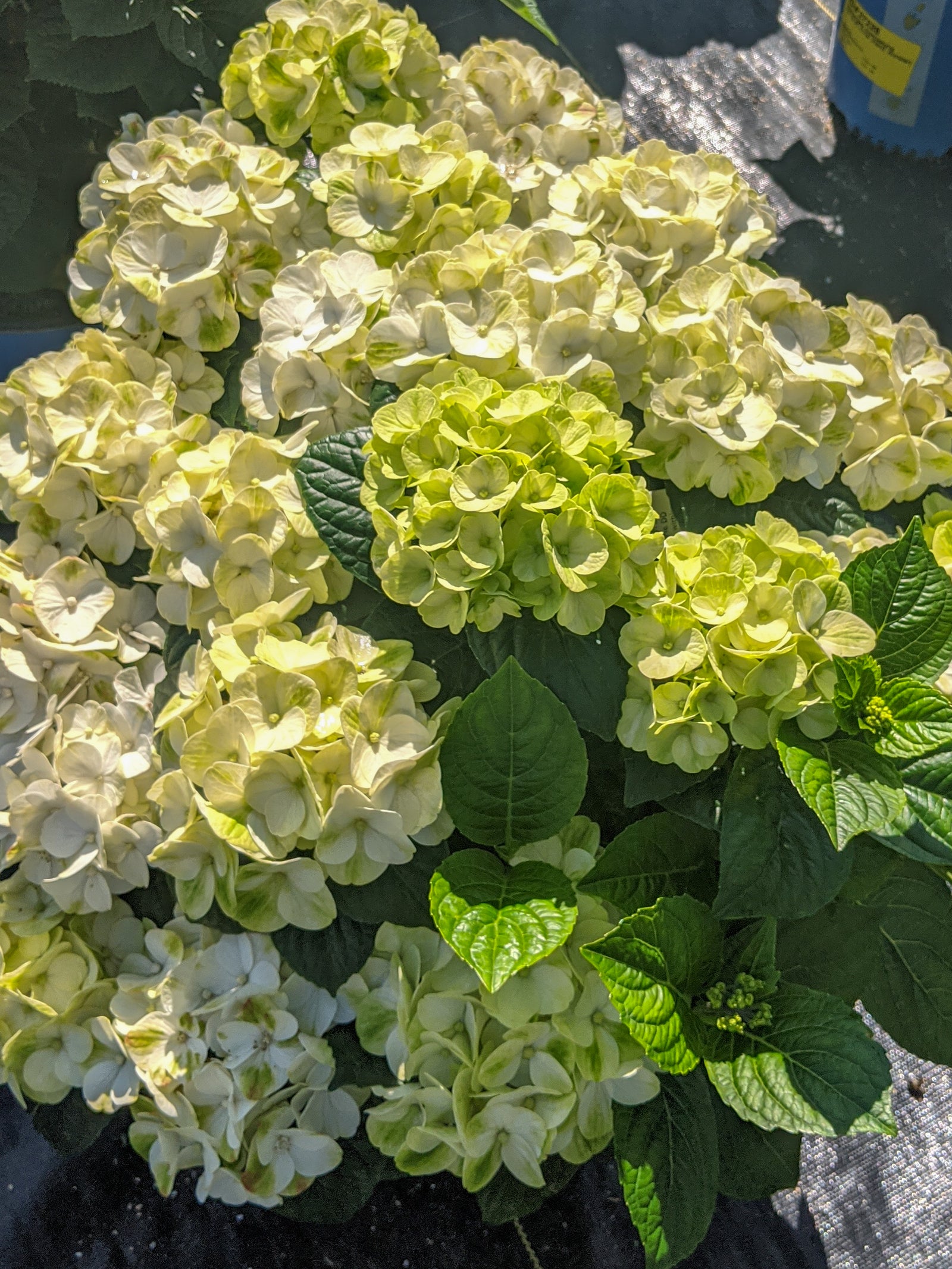 Hydrangea macrophylla Grin and Tonic Hokomagrito USPPAF, CPBRAF Grin and Tonic Hydrangea