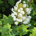 Hydrangea quercifolia Toy Soldier Bocotoso USPPAF, CPBRAF Toy Soldier Oakleaf Hydrangea