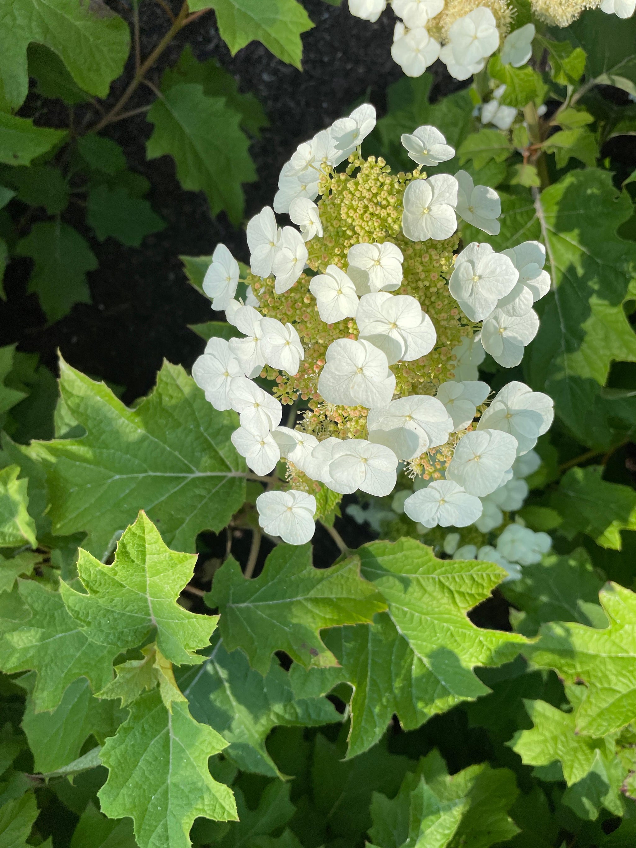 Hydrangea quercifolia Toy Soldier Bocotoso USPPAF, CPBRAF Toy Soldier Oakleaf Hydrangea