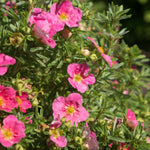 Potentilla fruticosa Bella Bellissima Hachliss USPP27715, CPBR5599 Bella Bellissima Potentilla