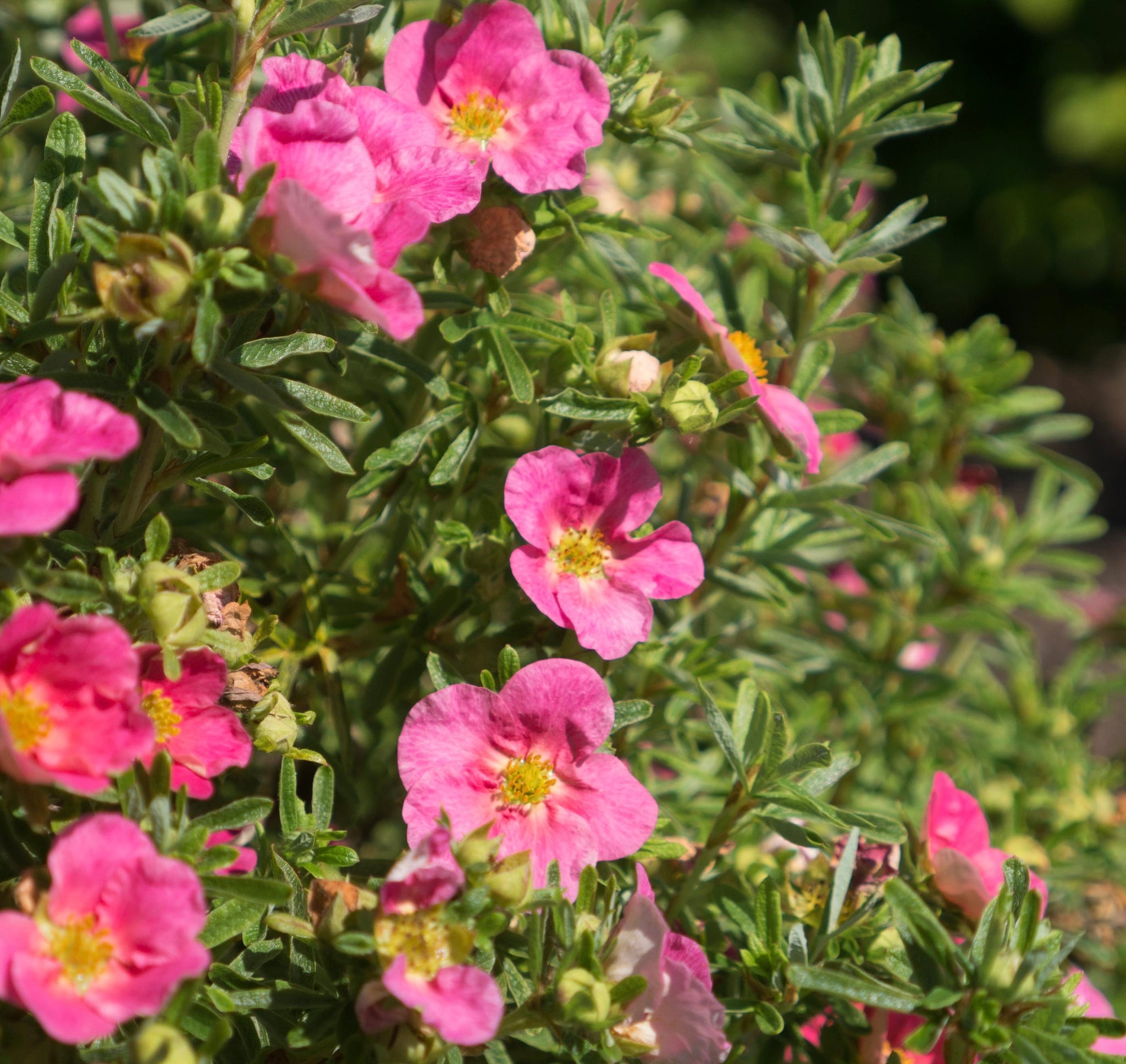 Potentilla fruticosa Bella Bellissima Hachliss USPP27715, CPBR5599 Bella Bellissima Potentilla