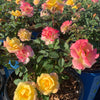 Rosa Gumball Goody VLR12062 USPPAF, CPBRAF Gumball Goody Rose