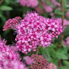 Spiraea japonica Poprocks Petite Odessa USPP28508, CPBRAF Poprocks Petite Spirea