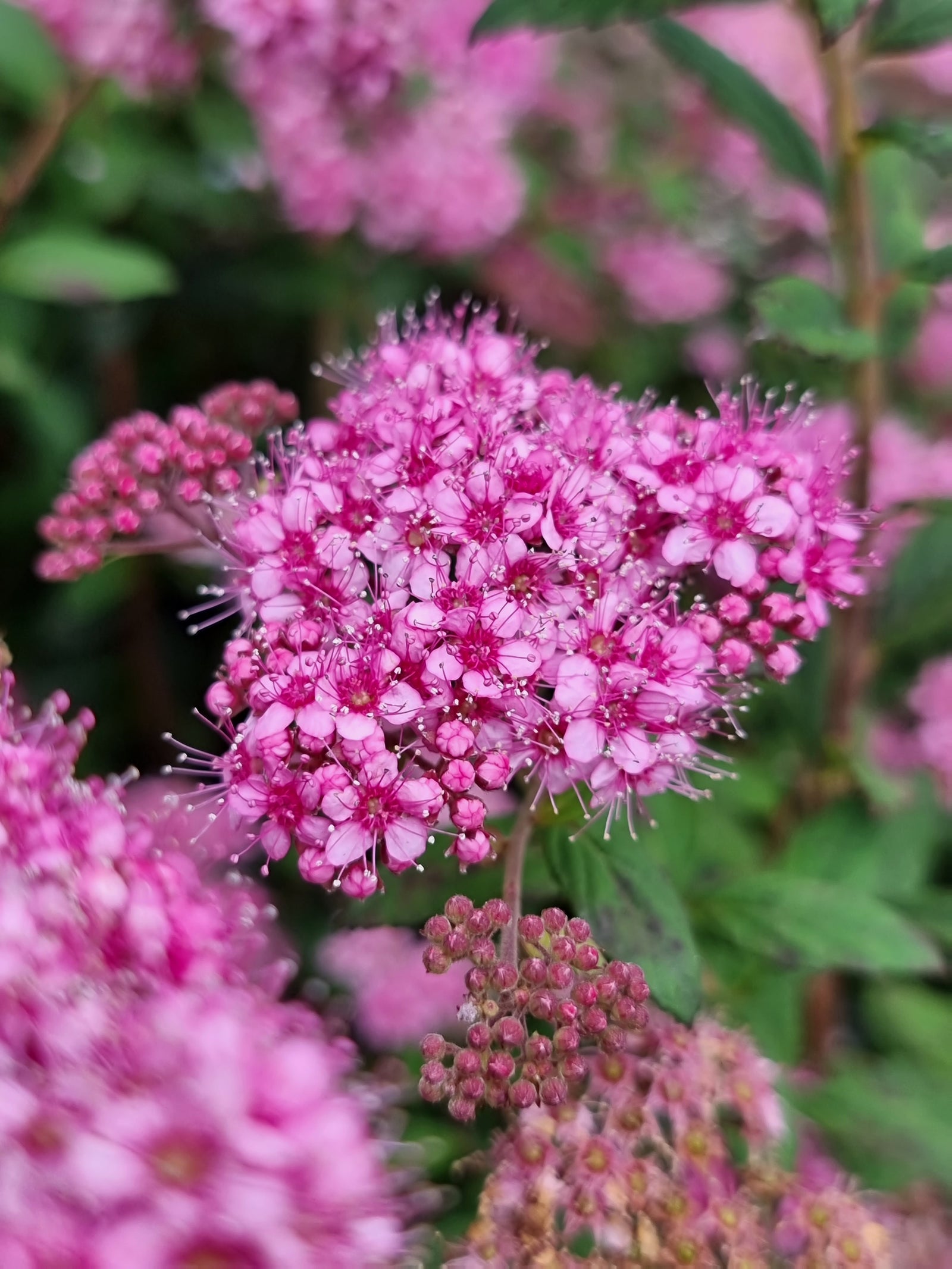 Spiraea japonica Poprocks Petite Odessa USPP28508, CPBRAF Poprocks Petite Spirea