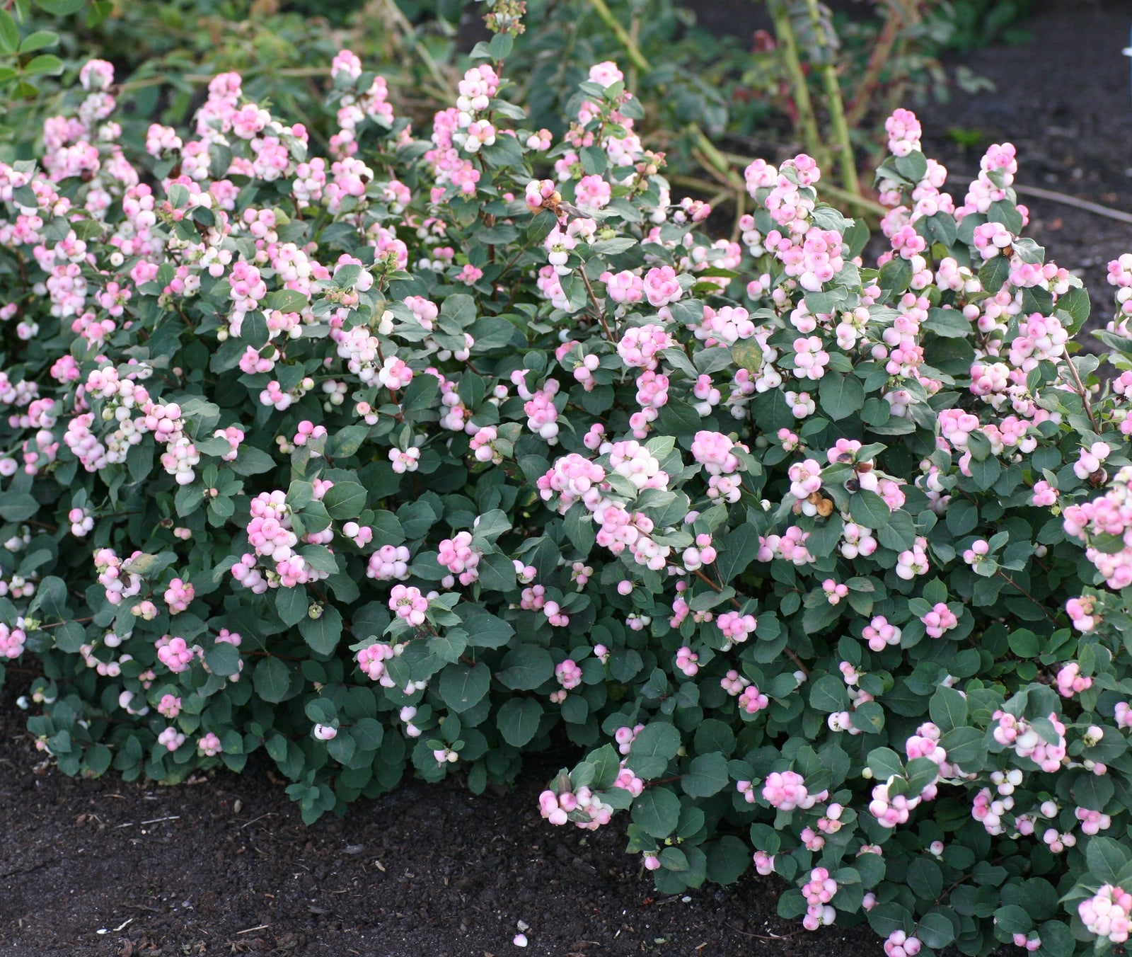 Symphoricarpos doorenbosii Pinky Promise Kolmpica USPPAF, CPBRAF Pinky Promise Snowberry