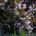 Weigela x Afterglow AZ USPPAF, CPBRAF Afterglow Weigela