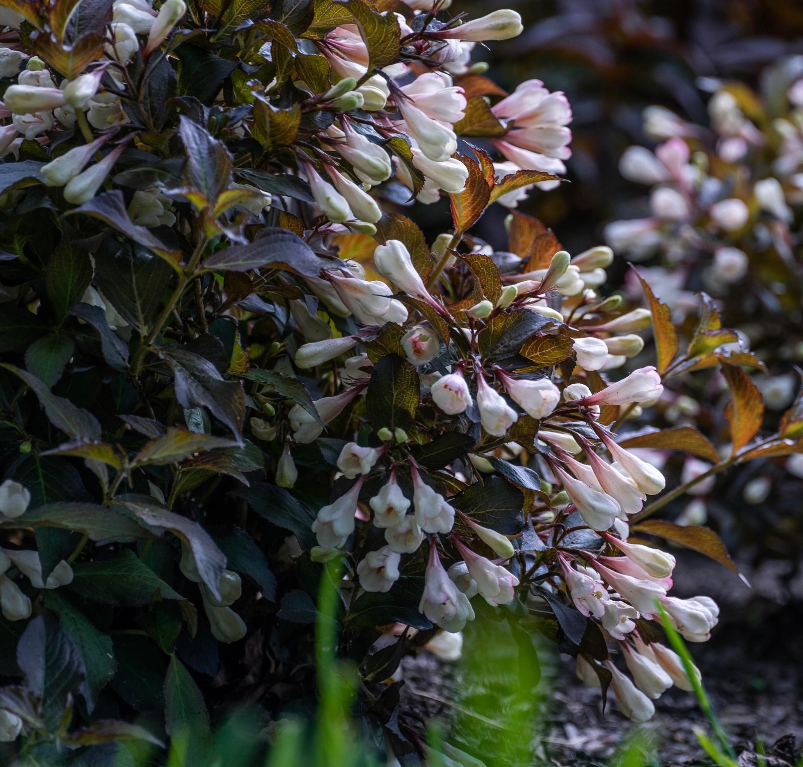 Weigela x Afterglow AZ USPPAF, CPBRAF Afterglow Weigela