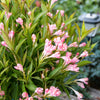 Weigela x Peach Kisses Slingpink USPP29149, CPBRAF Peach Kisses