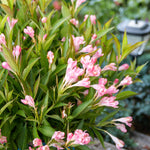 Weigela x Peach Kisses Slingpink USPP29149, CPBRAF Peach Kisses