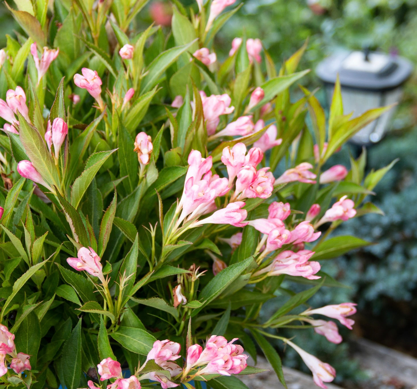 Weigela x Peach Kisses Slingpink USPP29149, CPBRAF Peach Kisses