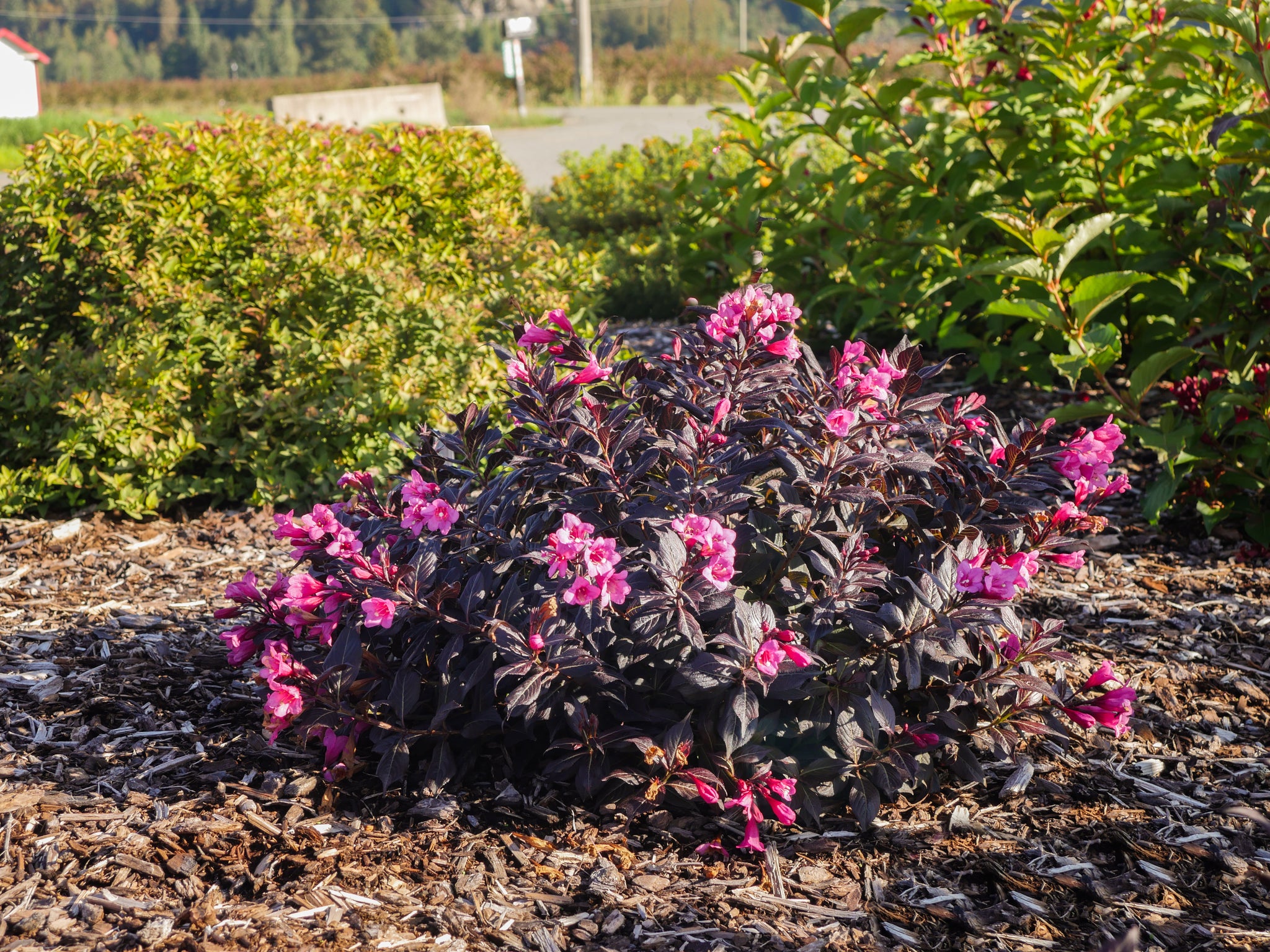 Weigela x Stunner Spring 2 USPPAF, CPBRAF Stunner Weigela