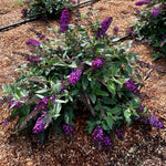 Buddleia x Blueberry Pie PODvb9 15 USPPAF, CPBRAF Blueberry Pie Butterfly Bush