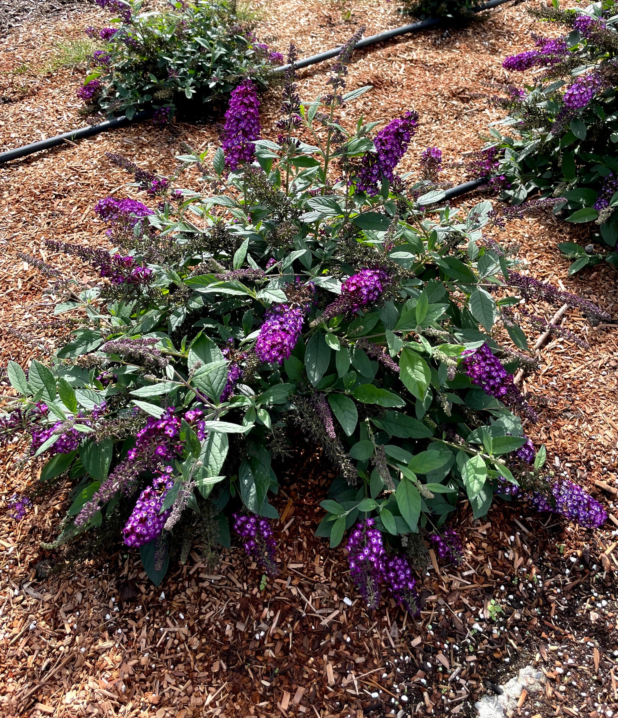 Buddleia x Blueberry Pie PODvb9 15 USPPAF, CPBRAF Blueberry Pie Butterfly Bush