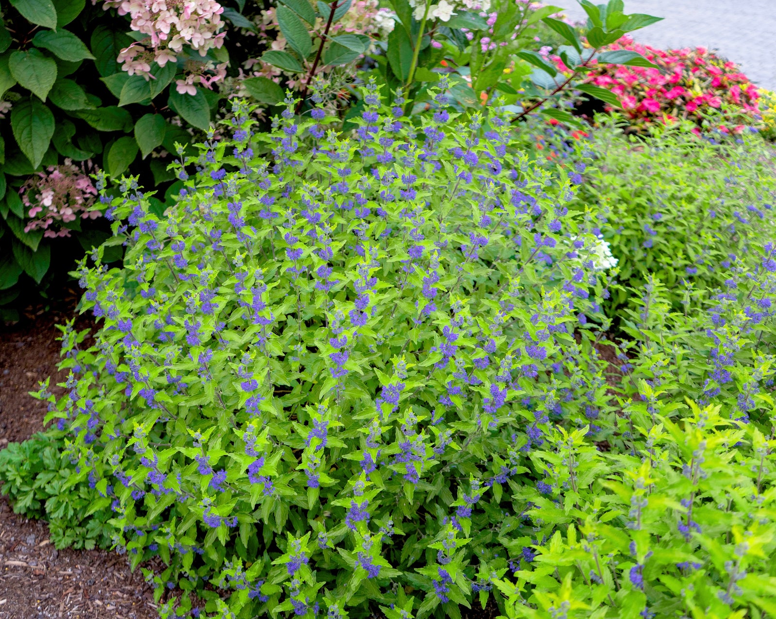 Caryopteris x clandonensis Beekeeper Minigold USPPAF, CPBRAF Beekeeper Bluebeard