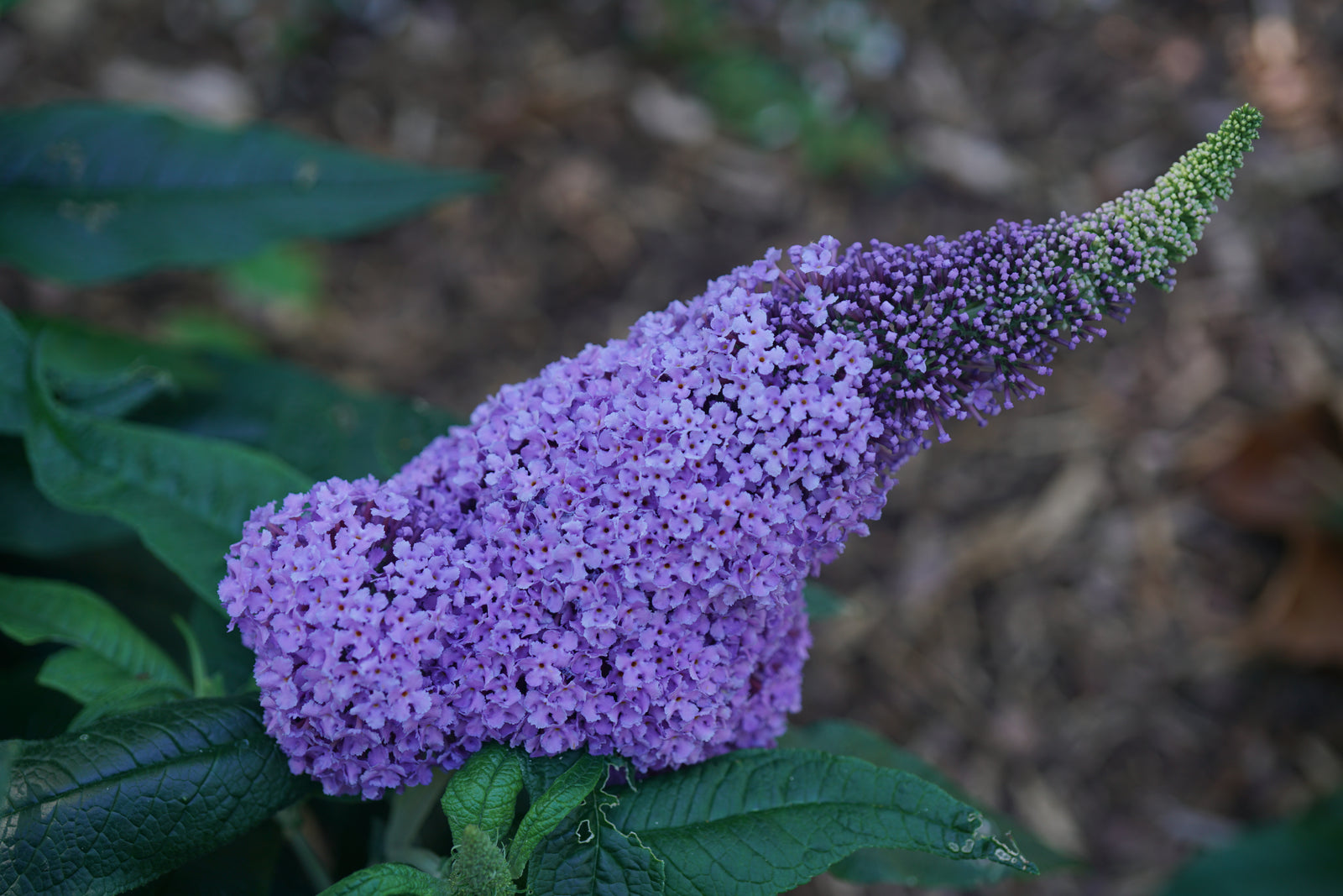 Buddleia x Pugster Amethyst SMNBDL USPP 30,236, Can PBRAF Pugster Amethyst Butterfly Bush