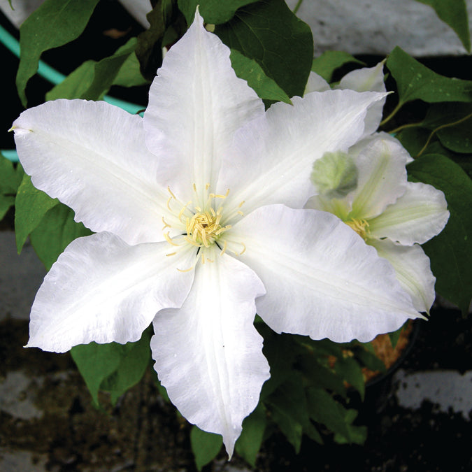 Clematis Gillian Blades Gillian Blades Clematis