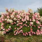 Hydrangea paniculata Berry White Renba PP28,509 Berry White Panicle Hydrangea