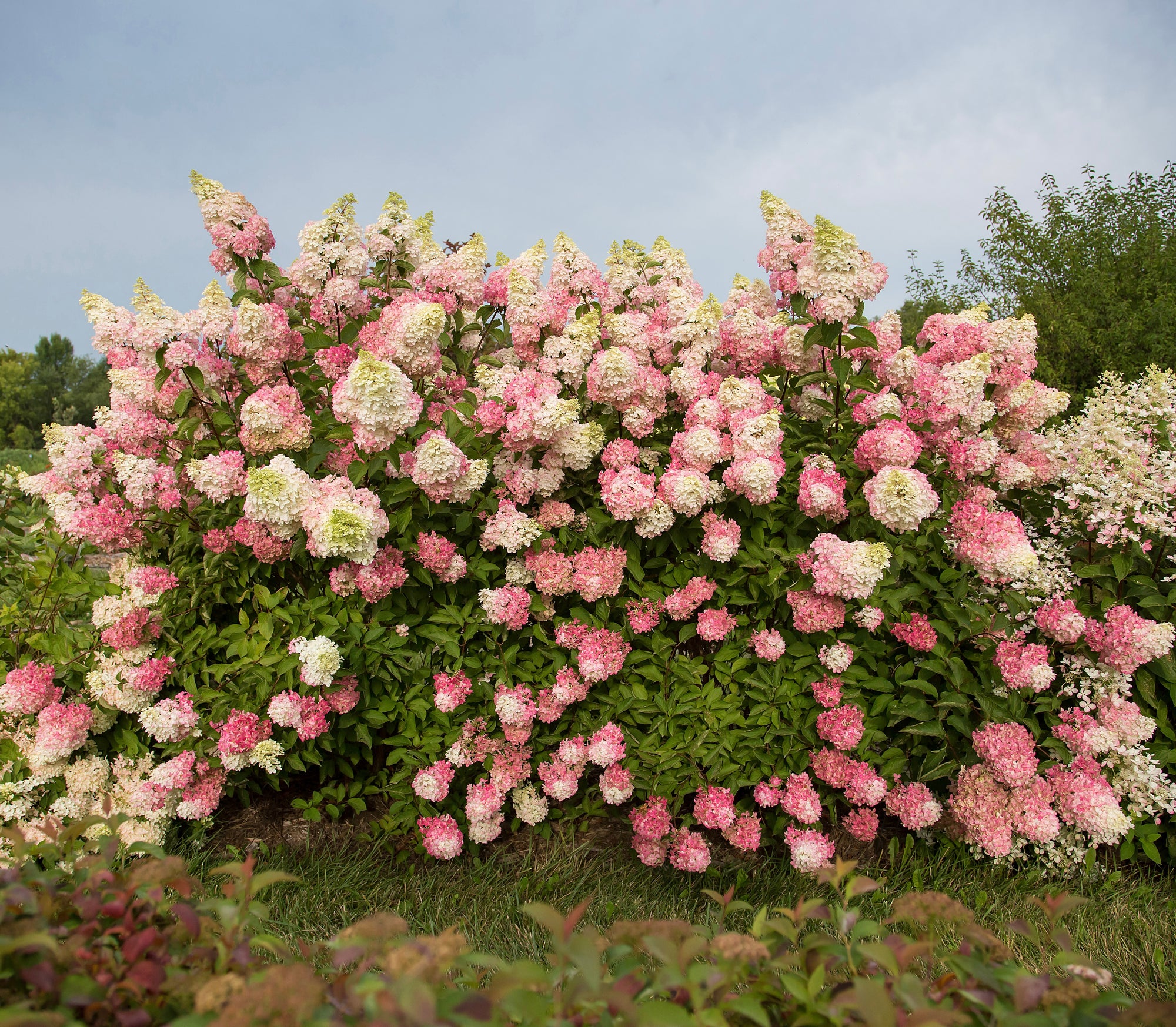 Hydrangea paniculata Berry White Renba PP28,509 Berry White Panicle Hydrangea