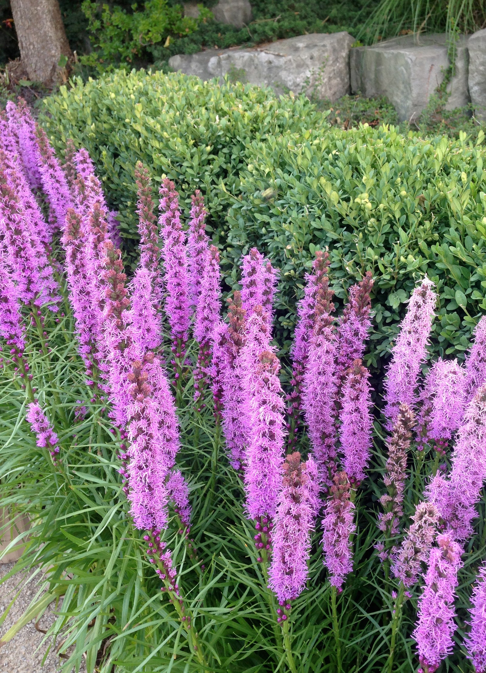 Liatris spicata Kobold Blazing Star