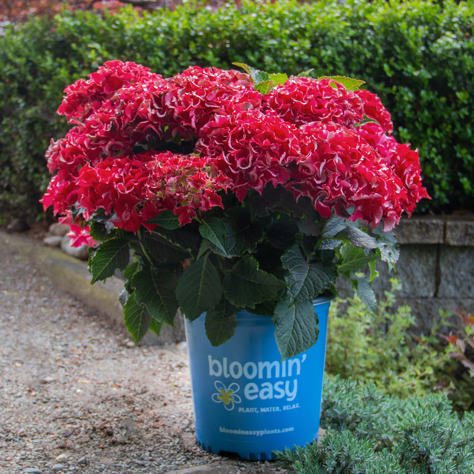 Hydrangea macrophylla Frill Ride Hokomabavi PPAF Frill Ride Bigleaf Hydrangea