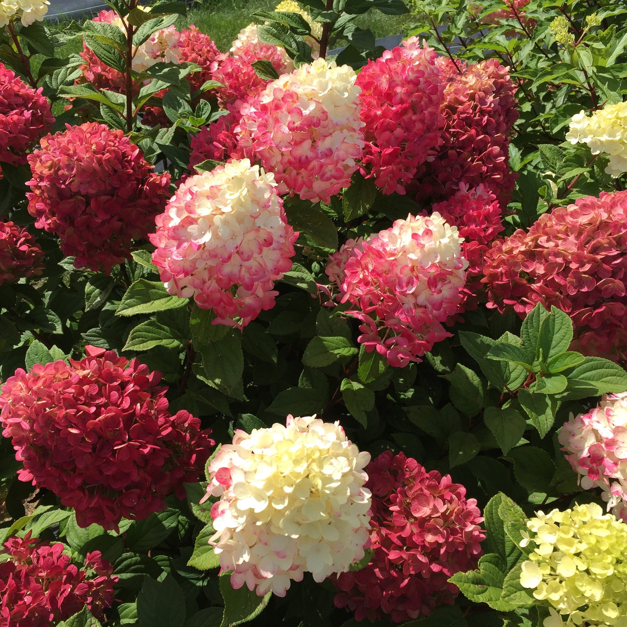 Hydrangea paniculata Little Lime Punch SMNHPH PP 33,207, Can PBRAF Little Lime Punch Panicle Hydrangea