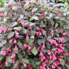 Weigela florida Midnight Wine Shine SMNWFMS PP12217, COPF, CPBR2643 Midnight Wine Shine Weigela