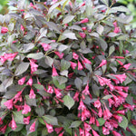 Weigela florida Midnight Wine Shine SMNWFMS PP12217, COPF, CPBR2643 Midnight Wine Shine Weigela