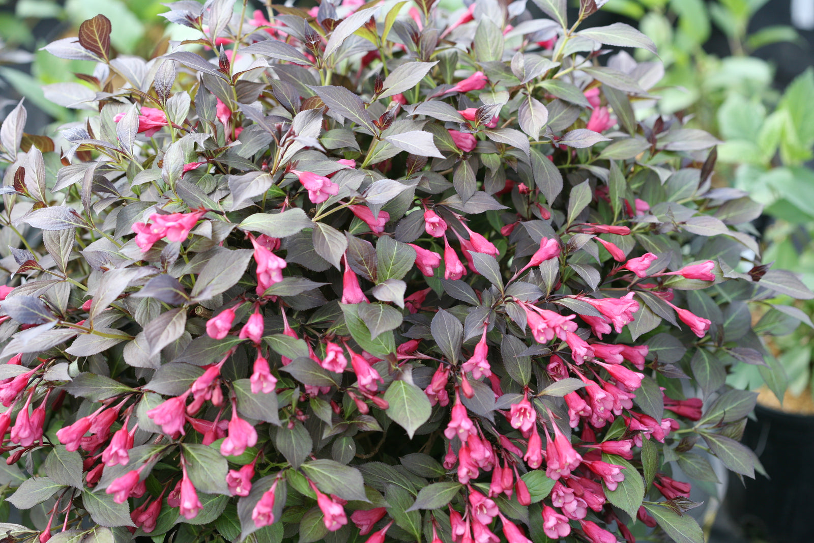 Weigela florida Midnight Wine Shine SMNWFMS PP12217, COPF, CPBR2643 Midnight Wine Shine Weigela