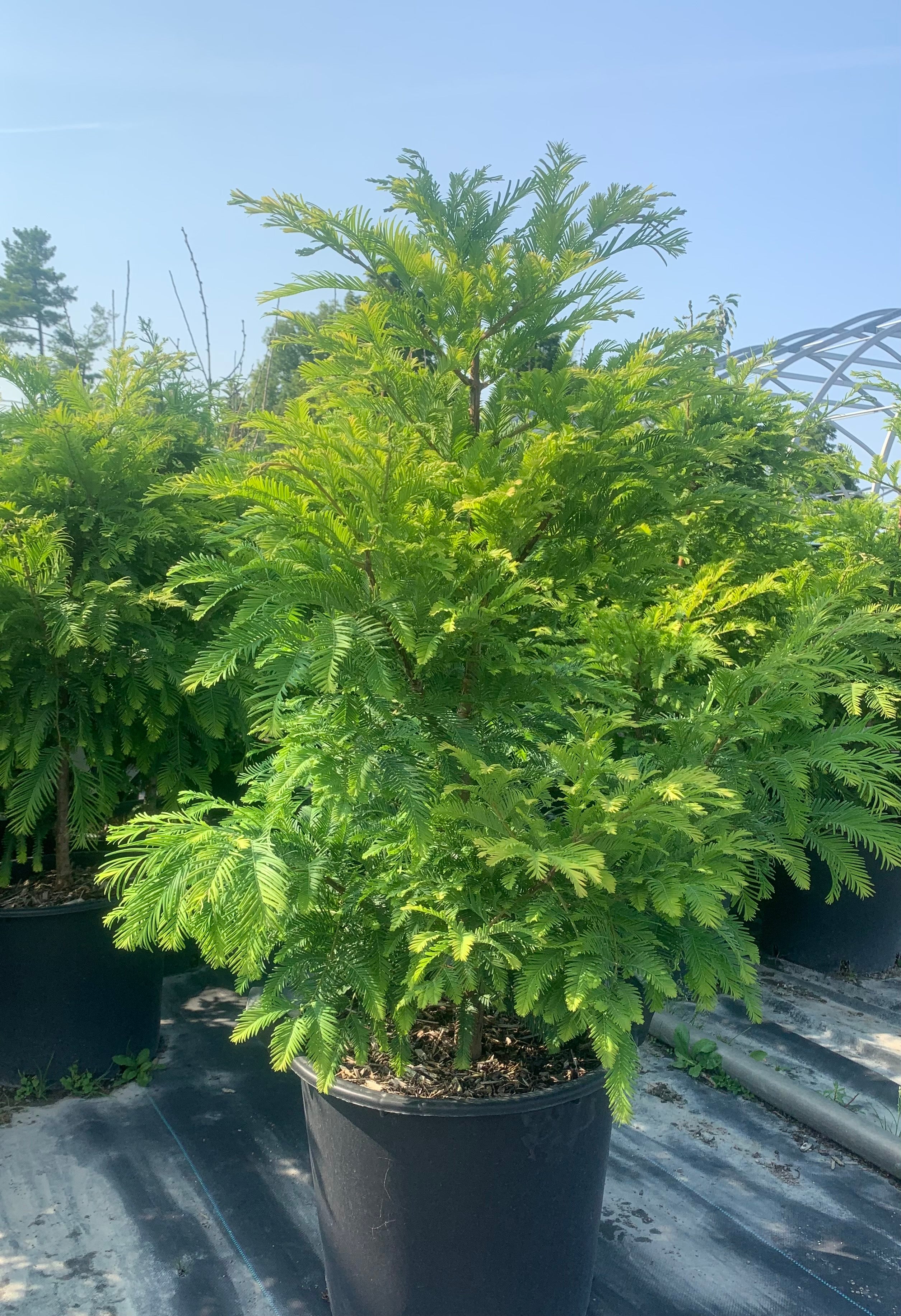 Dwarf Dawn Redwood – Gardentap